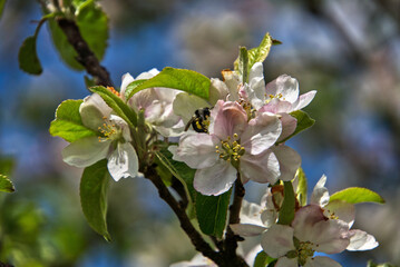 Bee pollinates apple tree blossoms