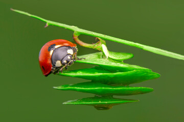 Beautiful ladybug on leaf defocused background