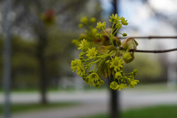 Blossom of Norway maple in springtime