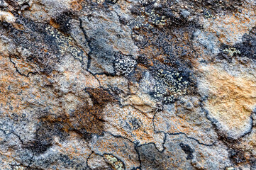 Gray rock surface with colorful lichens for background or texture
