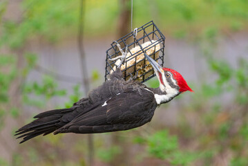 Pileated woodpecker feeding from suet feeder in spring
