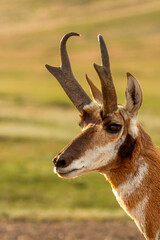 Pronghorn Buck Portrait © Dennis Laughlin