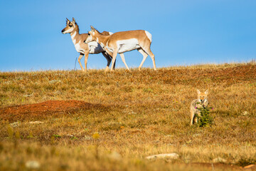 Pronghorns with Young Coyote