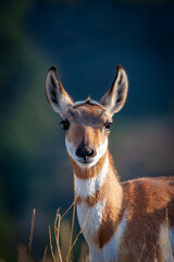 Young Pronghorn Antelope Portrait