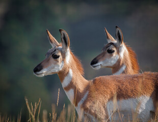 Antelope Twins