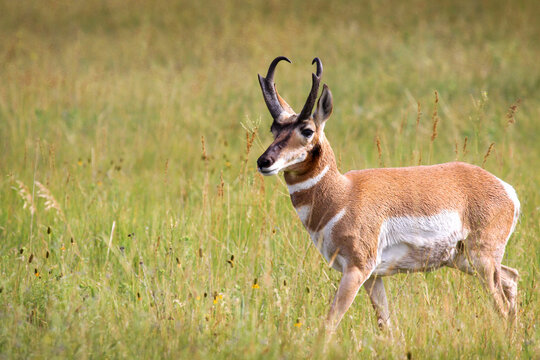 Antelop Buck