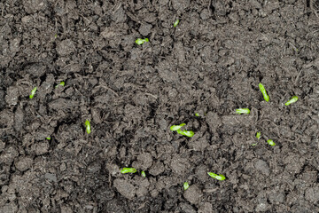 Fresh microgreens pea bean sprouts growing: close up, macro, top view. Spring, germination, growth, raw, healthy food and natural concept