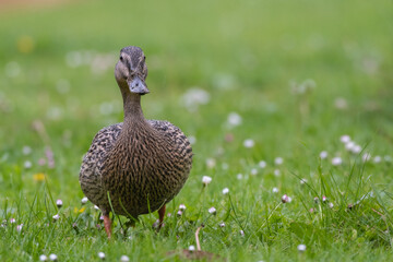 Canard marchant de face sur le gazon