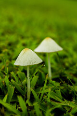 small mushrooms in the green grass