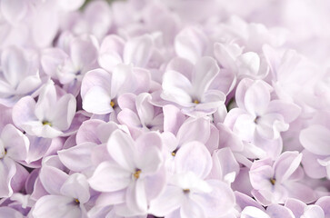 Purple lilac flowers close-up. Abstract background