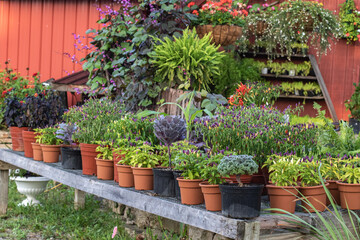 Fototapeta na wymiar Display of Assorted Plants and Flowers in Flower Pots