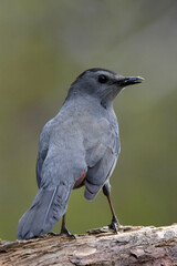 Grey-Catbird, closeup.