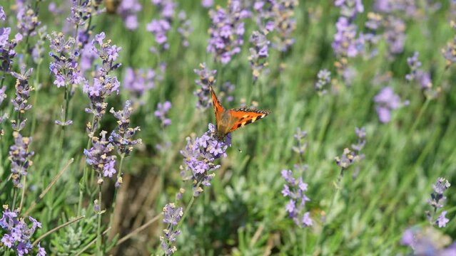 Butterflies and bees on meadow flowers swaying beautifully in the wind. pollination of plants. Summer sunny day. Slow motion 4k