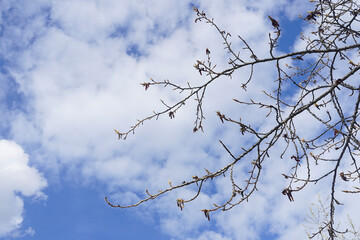 Fototapeta na wymiar Willow tree branches against blue sky with white clouds in spring