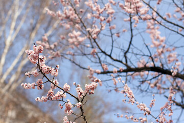 Branches of apricot tree with flowers against blue sky. Сoncept of spring has come. Нello march, april or may. Selective focus