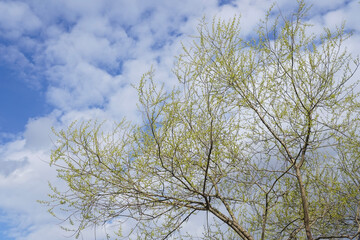 Willow tree against blue sky with white clouds in spring