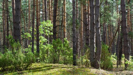 Naklejka premium Pine forest with powerful straight trees in early autumn. Sunny day. Green moss bedding. Background, wallpaper.