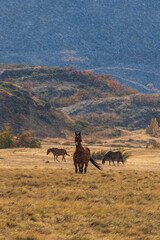 baguales patagónico, caballos salvajes entre cerros  y colinas otoñales bajo la lluvia con cerros azulados 