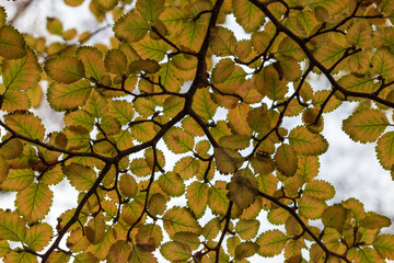 hojas pequeñas de árbol nativo amarillas por el cambio de estación a otoño, con cielo nublado 
