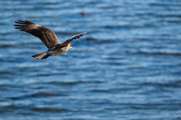  ave chimango o tiuque patagónico  sobrevolando las aguas azules marinas costeras, ave de la familia falconidae 