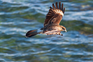 chimango o tiuque patagónico  sobrevolando las aguas marinas costeras, ave de la familia falconidae 