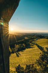 Weingarten mit Sonne