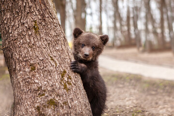 Portrait of a little bear cub climbing a tree. Wildlife protection concept.