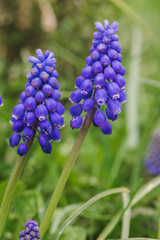 Flowers of Muscari armeniacum. Spring flowers.