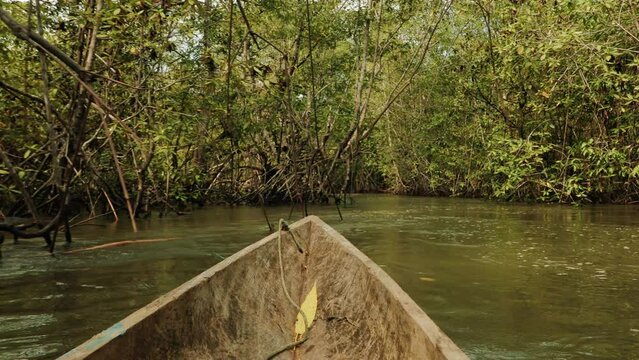 Mangrove wood exploring on wooden canoe