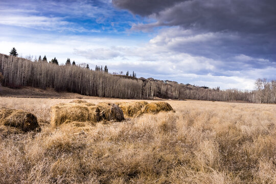 Oleskiw Natural Area Park After Spring Snow Mel In Spring Season With Brown Grass And Bare Trees And City Roofs On Background