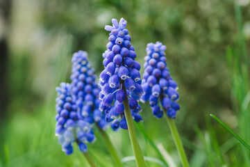 Flowers of Muscari armeniacum. Spring flowers.