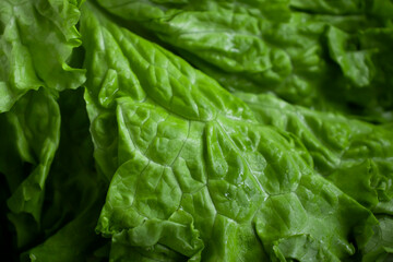 Fresh green leaf lettuce closeup