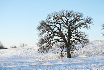 Lone Tree in Winter Pasture 