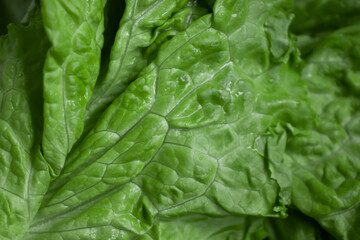 Fresh green leaf lettuce closeup