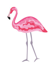 exotic flamingo bird