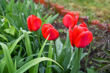 Blooming tulip in garden in spring. Red flowers. Blossom. Flowering tulips.