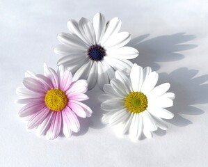 Obraz premium daisies isolated on white background.