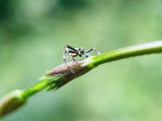 Spider  on a leaf