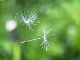 dandelion on nature background .