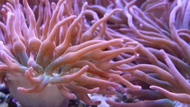 Nice close up Beautiful sea flower in underwater world with pink corals. Sea flowers moving in fish tank. Sea anemone moving in fish tank or in sea.