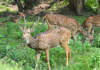 deer in the forest