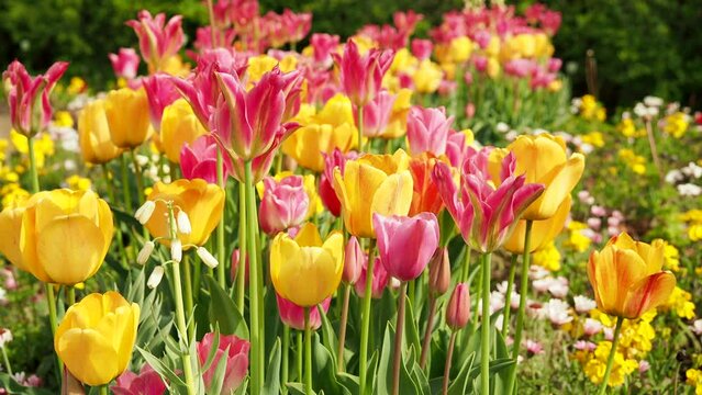 Multicolored tulips. Tulips of different colors. Flowerbed of tulips