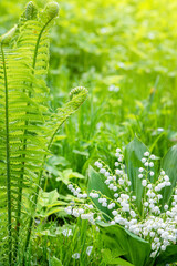 Lilies of valley with white flowers in form of bells grow in forest, fern flower grows nearby and lawn is illuminated by warm sunlight. Vertical photograph of lily of valley flower in spring forest.