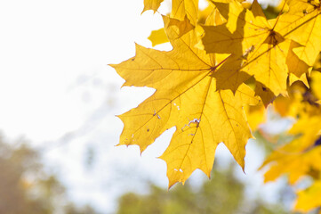 autumn maple leaves