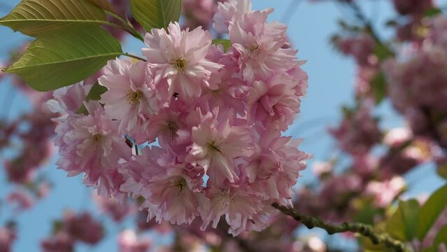 Tree Japanese cherry. prunus serrulata flowers