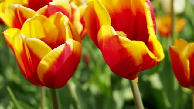 Multicolored tulips. Tulips of different colors. Flowerbed of tulips