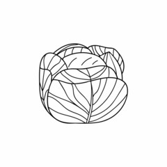 Cabbage doodle illustration in vector. Hand drawn cabbage illustration in vector.