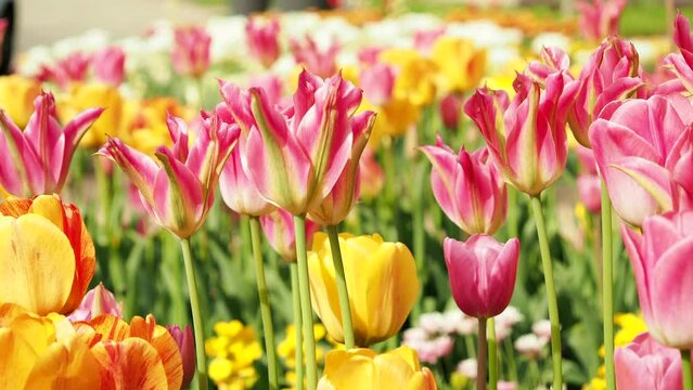 Multicolored tulips. Tulips of different colors. Flowerbed of tulips