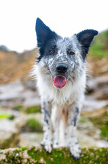 Fototapeta premium Portrait of a happy Border Collie dog in outdoors. Dog's face close up with tongue out and beach background.