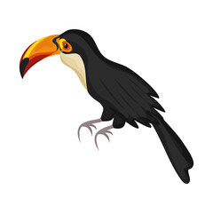 toucan exotic bird